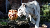 Seekor harimau bengal putih mendekati labu yang berisikan daging di Kebun Binatang Bioparco di Roma, Italia, Kamis (26/10/2023).   