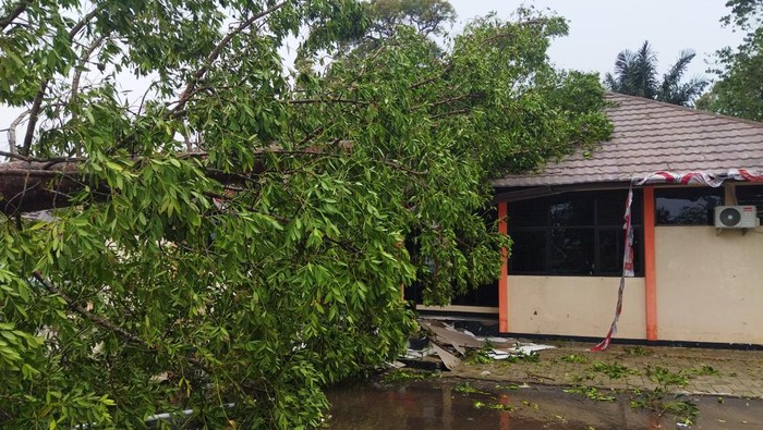 Kantor kecamatan Karang Tanjung tertimpa pohon tumbang. (Aris Rivaldo/detikcom)