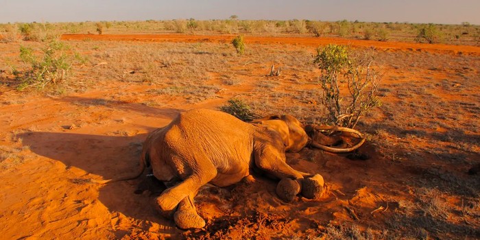 Kematian ratusan gajah Afrika