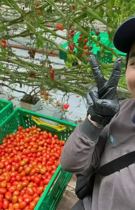 Kerja Petik Tomat di Selandia Baru, Wanita Ini Diupah Rp 37,6 Juta Sebulan