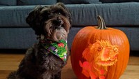 Terinspirasi dari anjing peliharaannya yang menggemaskan, labu ini dipahat secara detail. Anjing milik netizen ini sampai tersenyum melihatnya. Foto: Bored Panda