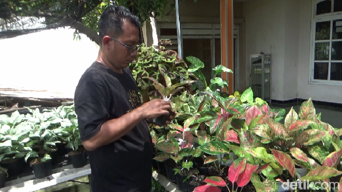 Pembudidaya tanaman hias aglonema di Lumajang.