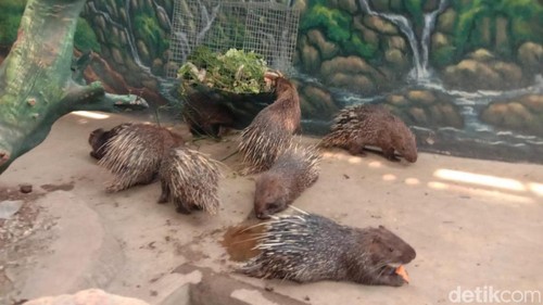 Peringati Hari Owa Internasional : Cikao Park Purwakarta Lepasliarkan 10 Ekor Landak Jawa