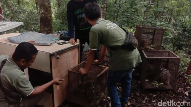 Peringati Hari Owa Internasional : Cikao Park Purwakarta Lepasliarkan 10 Ekor Landak Jawa
