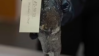 Dikutip dari Daily Mail, mumi yang juga disebut sebagai Putri Duyung Fiji tersebut dibawa dari Jepang oleh seorang pelaut Amerika dan disumbangkan ke Clark County Historical Society di Springfield, Ohio, pada tahun 1906. Foto: Norse Media via Pen News