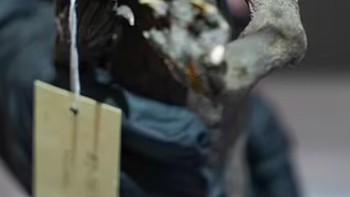 Makhluk tersebut memiliki tampilan wajah meringis, gigi aneh, cakar besar, bagian bawah seperti ikan, dan lapisan uban berbulu halus. Foto: Norse Media via Pen News