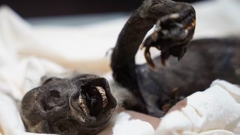 Kini, rahasia terungkap setelah putri duyung itu dirontgen dan CT scan untuk pertama kalinya untuk mengungkap sifat aslinya. Foto: Norse Media via Pen News