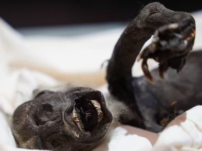 Ilmuwan Menguak Misteri Putri Duyung Jenglot