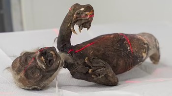 Ilmuwan mengungkap bahwa mumi diduga putri duyung aneh yang penampakannya mirip jenglot ini merupakan perpaduan ikan, monyet, dan reptil. Foto: Norse Media via Pen News