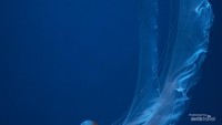 Ubur-ubur estetik di Jakarta Aquarium.