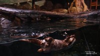Berang-berang sedang berenang di Jakarta Aquarium.