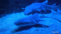 Interaksi hiu di tanki utama di Jakarta Aquarium.
