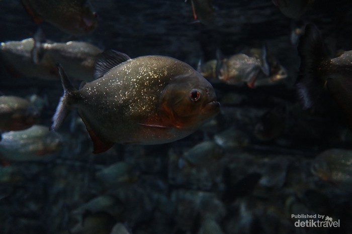 Tempat Ini Ideal untuk Healing dan Aquarium Date