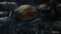 Potret ikan piranha di Jakarta Aquarium.