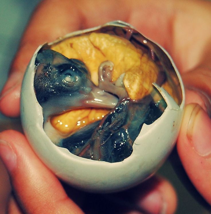 5 Makanan Eksotis yang Populer Ini Disebut Mirip Makanan Alien