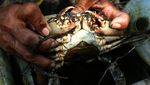 Mencari Cuan dari Ternak Kepiting Bakau