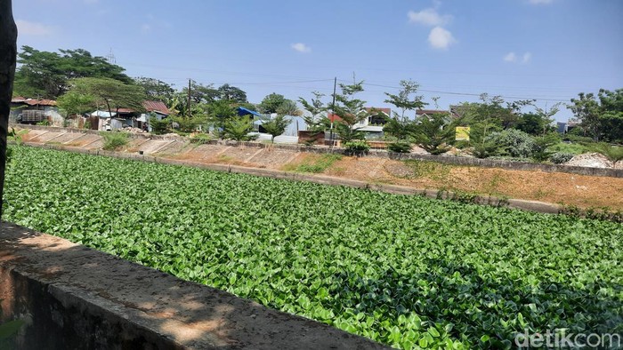 Eceng gondok penuhi aliran sungai di Inspeksi Kanal Borong, Makassar, Sulsel.