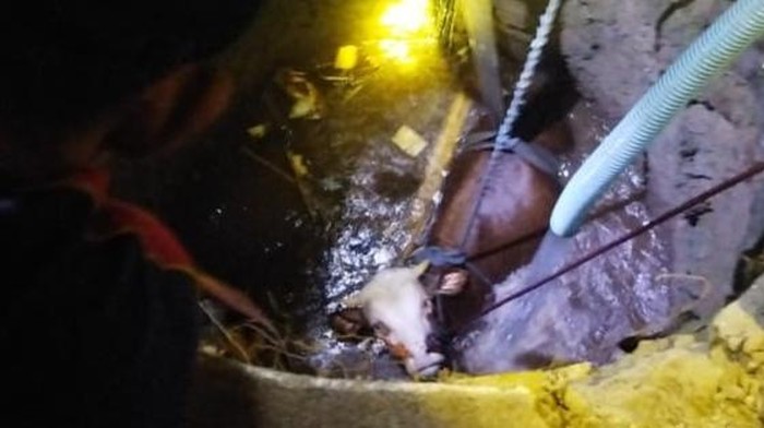 Evakuasi sapi masuk ke dalam sumur di Prambanan, Klaten, Jumat (27/10/2023) malam.