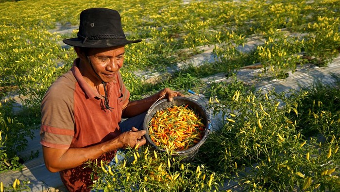 Seorang petani memetik cabai rawit di Desa Buhu, Kabupaten Gorontalo, Gorontalo, Jumat (27/10/2023). Harga cabai rawit jenis dewata mengalami kenaikan dari Rp8.000/kg menjadi Rp50 ribu/kg di tingkat petani karena musim kemarau yang melanda daerah itu selama kurang lebih lima bulan terakhir sehingga banyak yang mengalami gagal panen. ANTARA FOTO/Adiwinata Solihin/nym.
