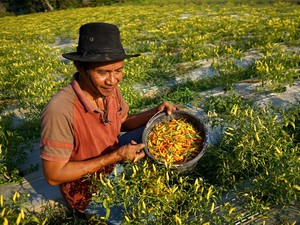 Mentan Minta Masyarakat Tanam Cabai di Rumah Imbas Harga Melonjak
