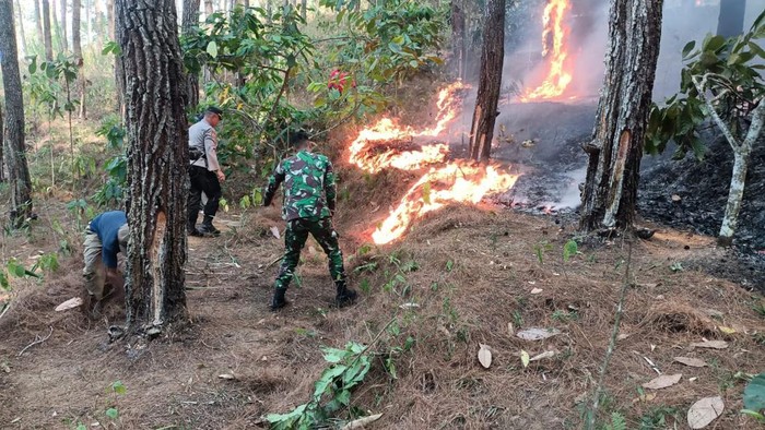 Hutan Trenggalek Kembali Terbakar