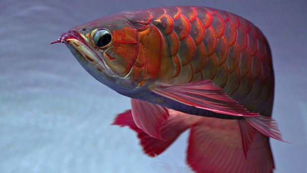 Ikan Arwana. (Dok. Pixabay)