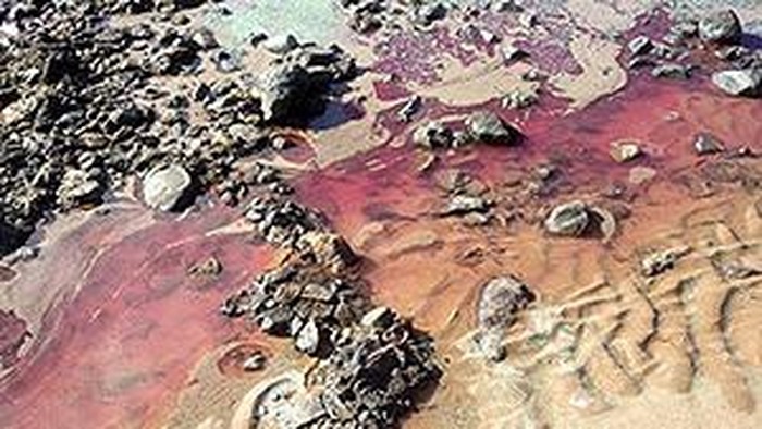 Ilustrasi alga di pantai Queensland.