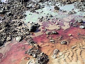 Warga Australia Geger! Ada Pantai Mendadak Pink dan Berbau Busuk