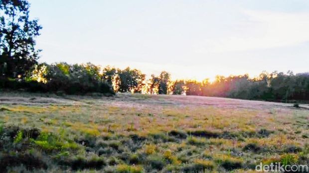Jalur Pendakian Gunung Argopuro, Sabana Cikasur