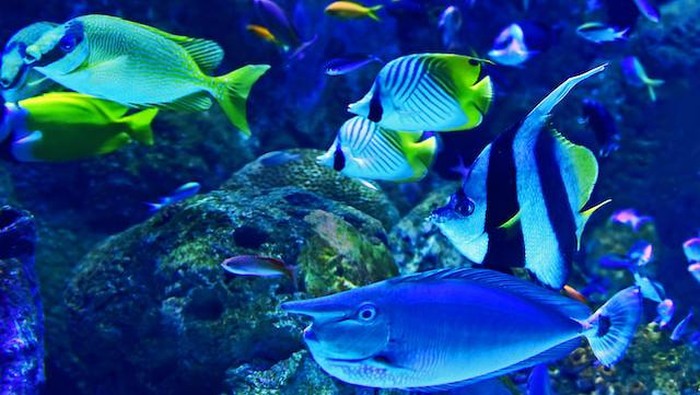 Spesies ikan di laut.