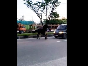 Detik-detik Kuda Kabur dari Wahana di Pekanbaru hingga Tertabrak Mobil