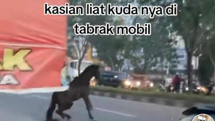 Kuda kabur di jalanan Pekanbaru hingga tertabrak mobil