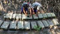 Budi daya pembesaran kepiting bakau ini menggunakan metode Battery cell.