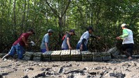 Warga Kelompok Usaha Perhutanan Sosial (KUPS) Tuan Krab mengecek jerigen berisi kepiting bakau di Hutan mangrove Teluk Pangpang, Tegaldelimo, Banyuwangi, Jawa Timur, Jumat (27/10/2023).