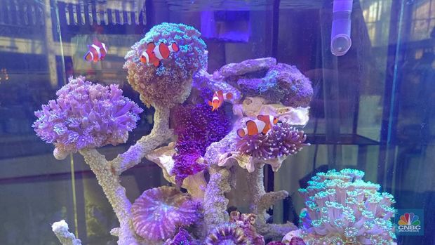 Pameran ikan hias yang digelar KKP di Kuningan, Jakarta Selatan. (CNBC Indonesia/Martyasari Rizky)