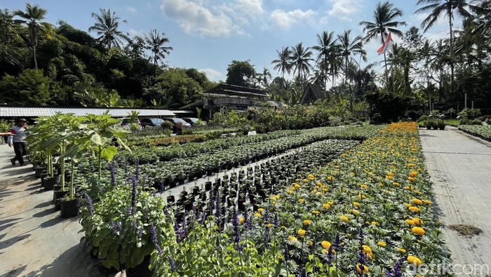 Menawarkan sensasi bersantap dan ngopi santai yang berbeda dari kafe biasanya. Di Penglipuran ada satu kafe unik dengan pemandangan kebun cantik. Namanya Cafe Kebun.