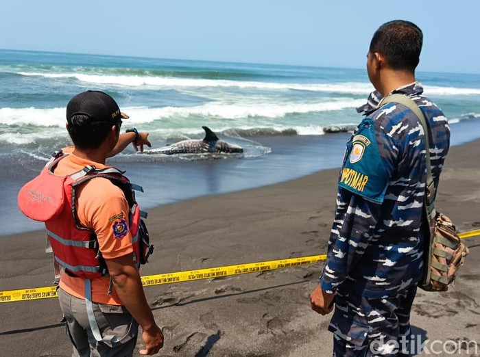 Tim SAR menunjukkan bangkai hiu tutul yang ditemukan di Pantai Trisik, Galur, Kulon Progo, Jumat (27/10/2023) pagi.