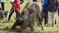 Kendati demikian, banyak orang yang menentang kompetisi ini karena menyakiti hewan.