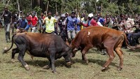 Adu banteng di Kenya bagian barat telah berlangsung selama beberapa dekade dan menampilkan dua ekor sapi jantan yang bertarung habis-habisan hingga salah satu ekornya kabur.