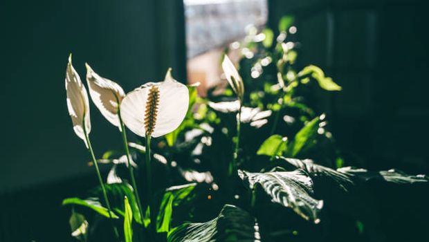 Peace Lily.