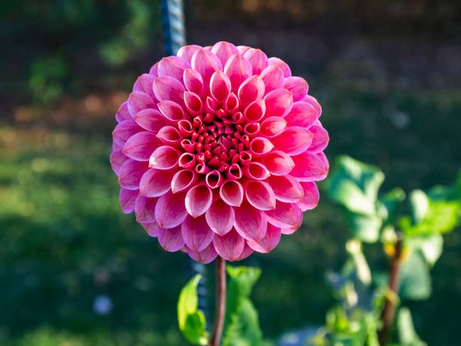 Pompon Dahlia (Dahlia variabilis pompon)