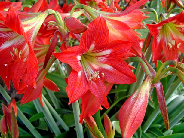 Amaryllis.