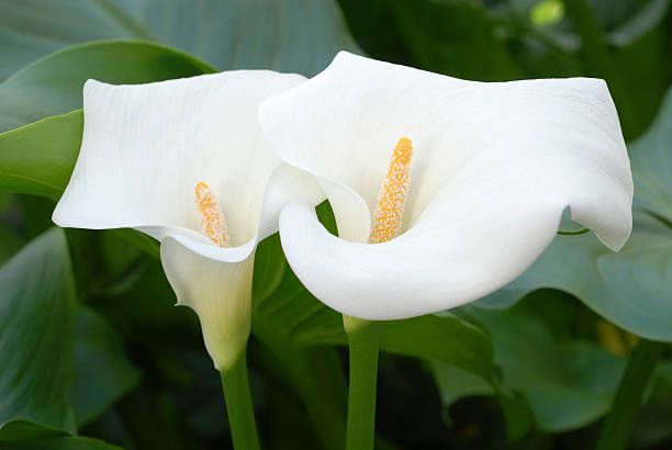 Calla Lily (Zantedeschia).