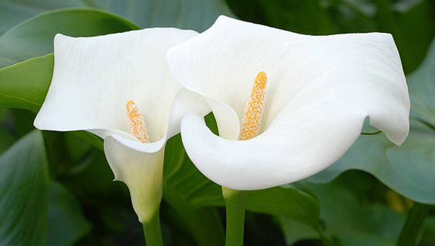 Calla Lily (Zantedeschia).