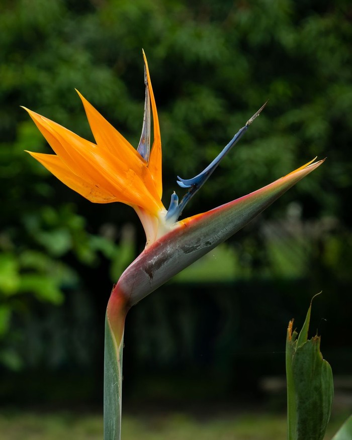 Bird of Paradise (Strelitzia reginae).