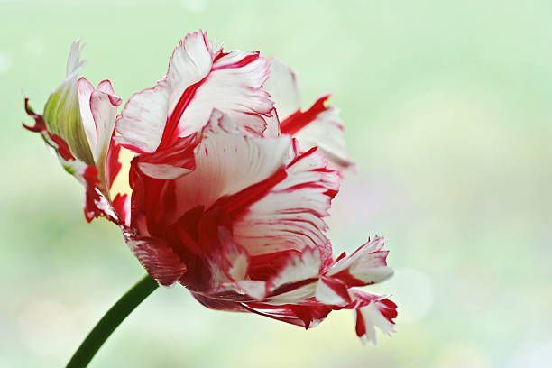 Parrot Tulip (Tulipa gesneriana var. dracontia).