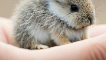 Bayi kelinci, Foto: Boredpanda