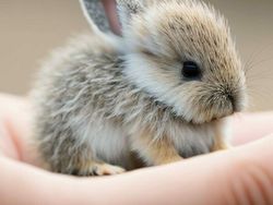 Gemasnya! Bayi-bayi Hewan Ini Dibuat Pakai Teknologi AI