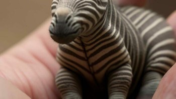 Bayi zebra,  si belang hitam putih. Foto: Boredpanda