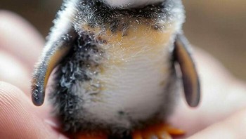 Bayi pinguin, Foto: Boredpanda
